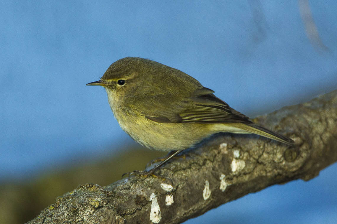 Image of Common Chiffchaff