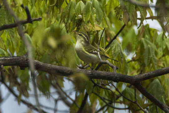 Image of Yellow-browed Warbler