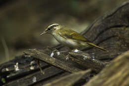 Imagem de Phylloscopus tenellipes Swinhoe 1860