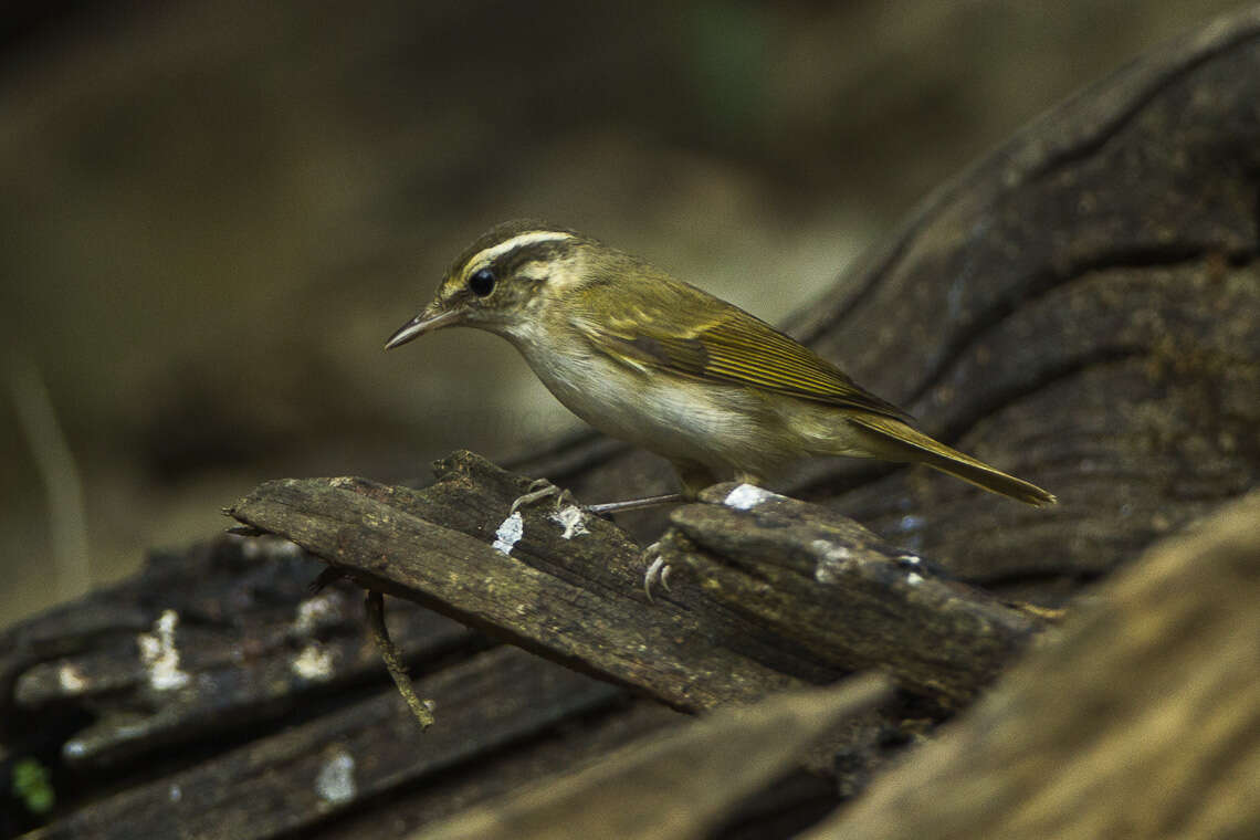 Imagem de Phylloscopus tenellipes Swinhoe 1860