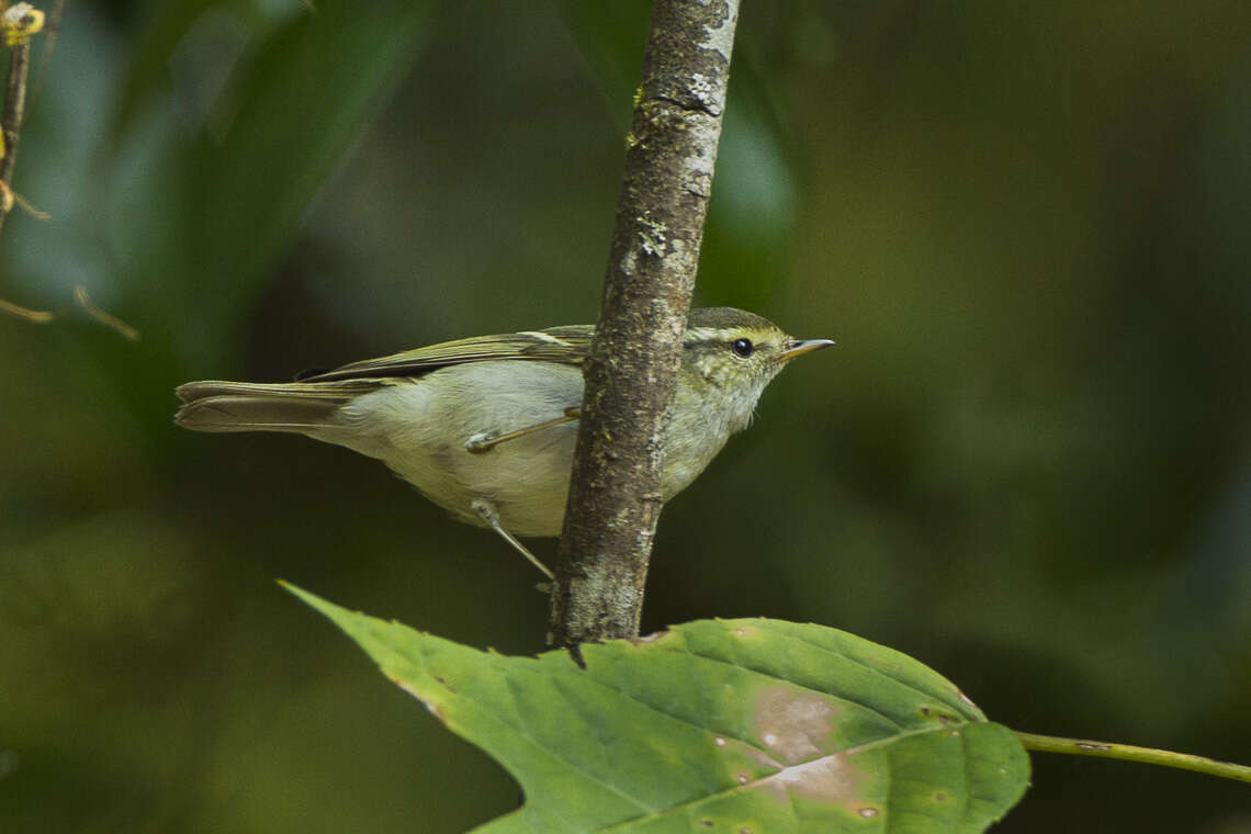 Image of Arctic Warbler