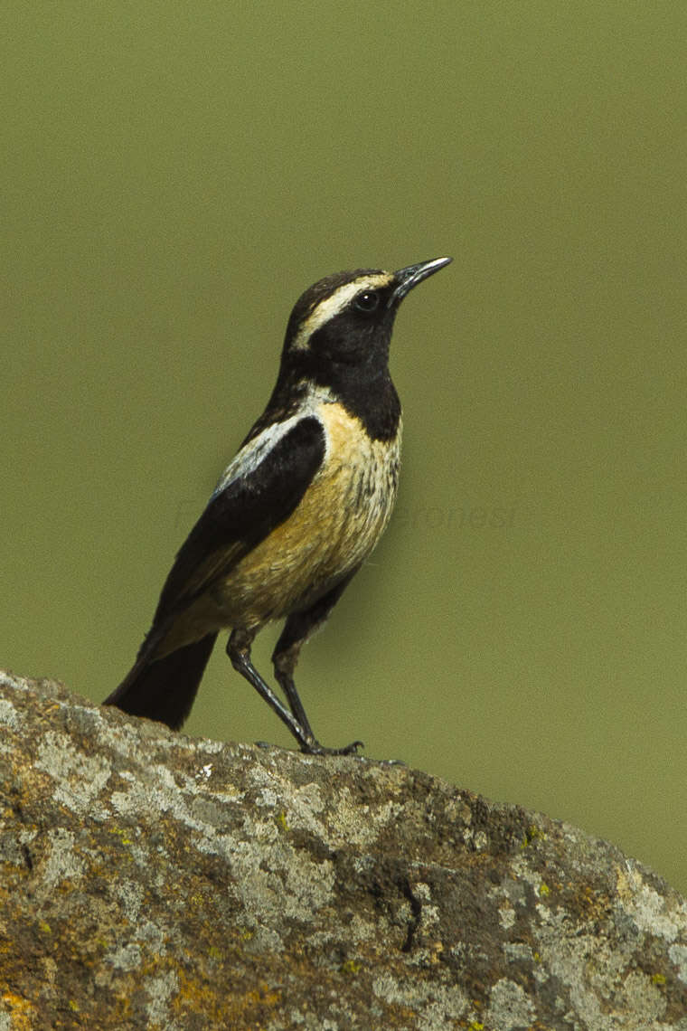 Image of Campicoloides Roberts 1922