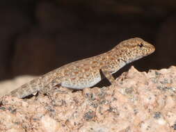 Image of Blanford’s Semaphore Gecko