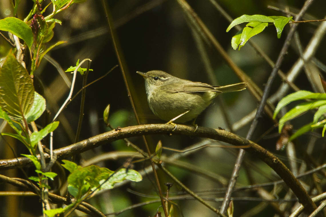 Image de Pouillot brun