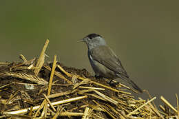 Image of Blackcap