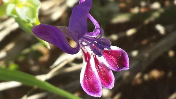 Image of Lapeirousia jacquinii N. E. Br.