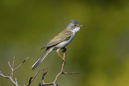 Image of Sylvia communis