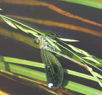 Image of Calopteryx splendens ancilla Sélys 1887