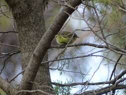 Image of Yellow Thornbill