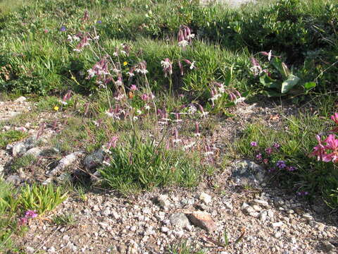Слика од Silene nutans subsp. nutans