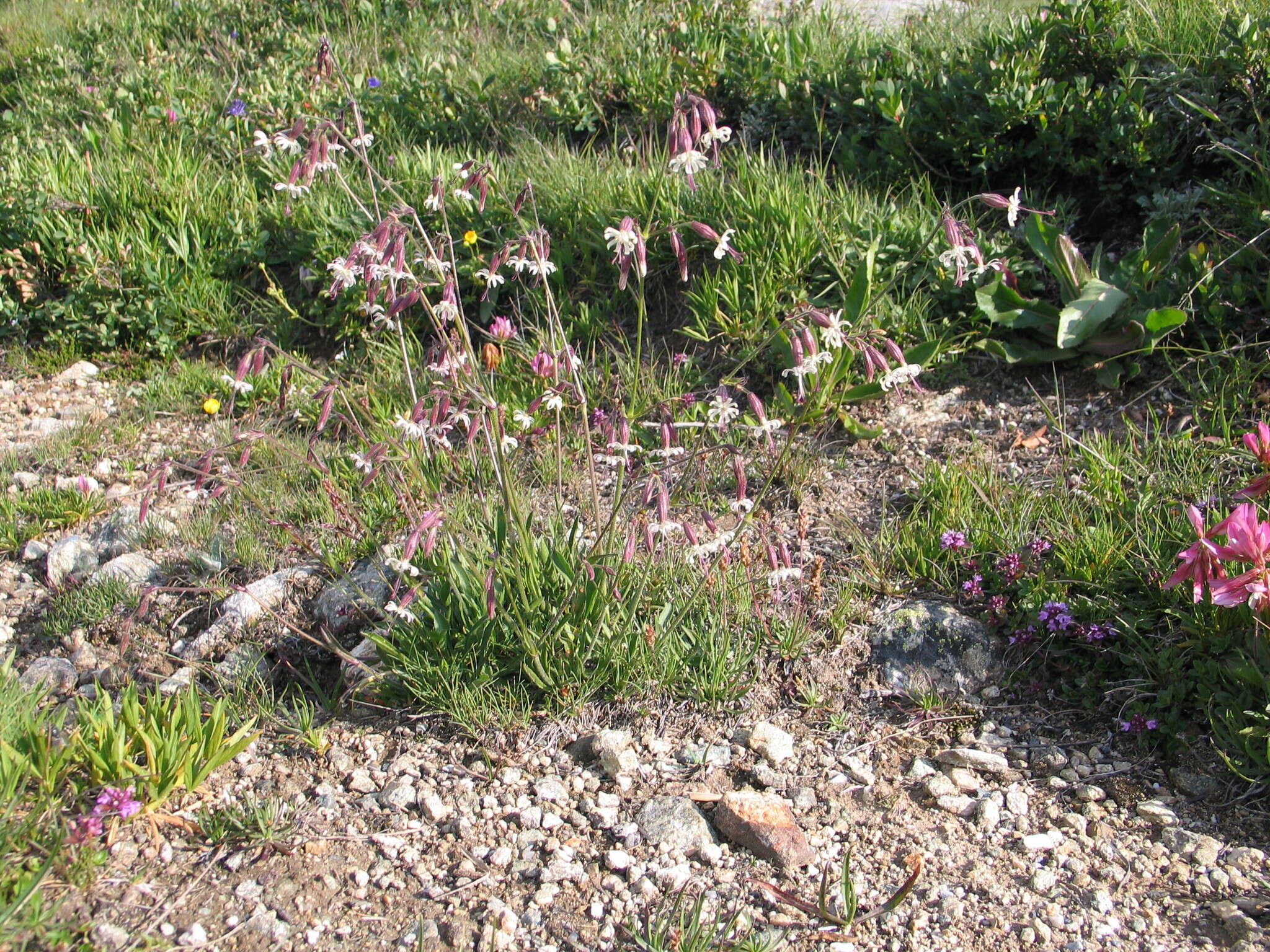 Image de Silene nutans subsp. nutans