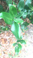 Image of Japanese privet