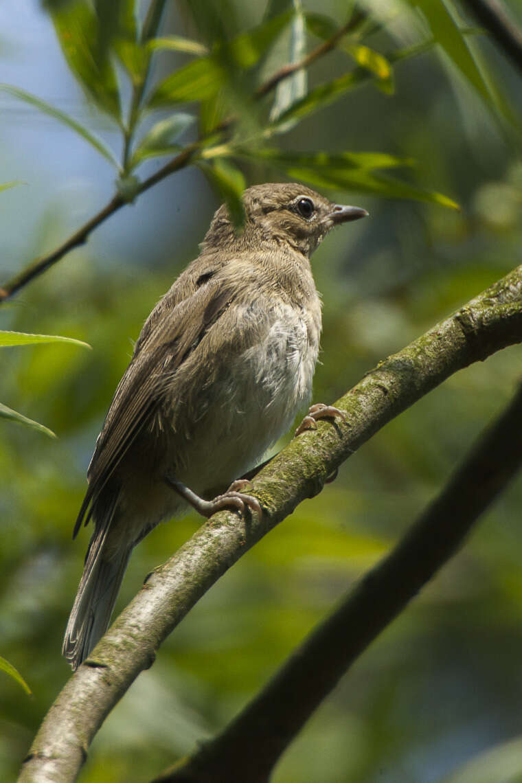 Image of Garden Warbler