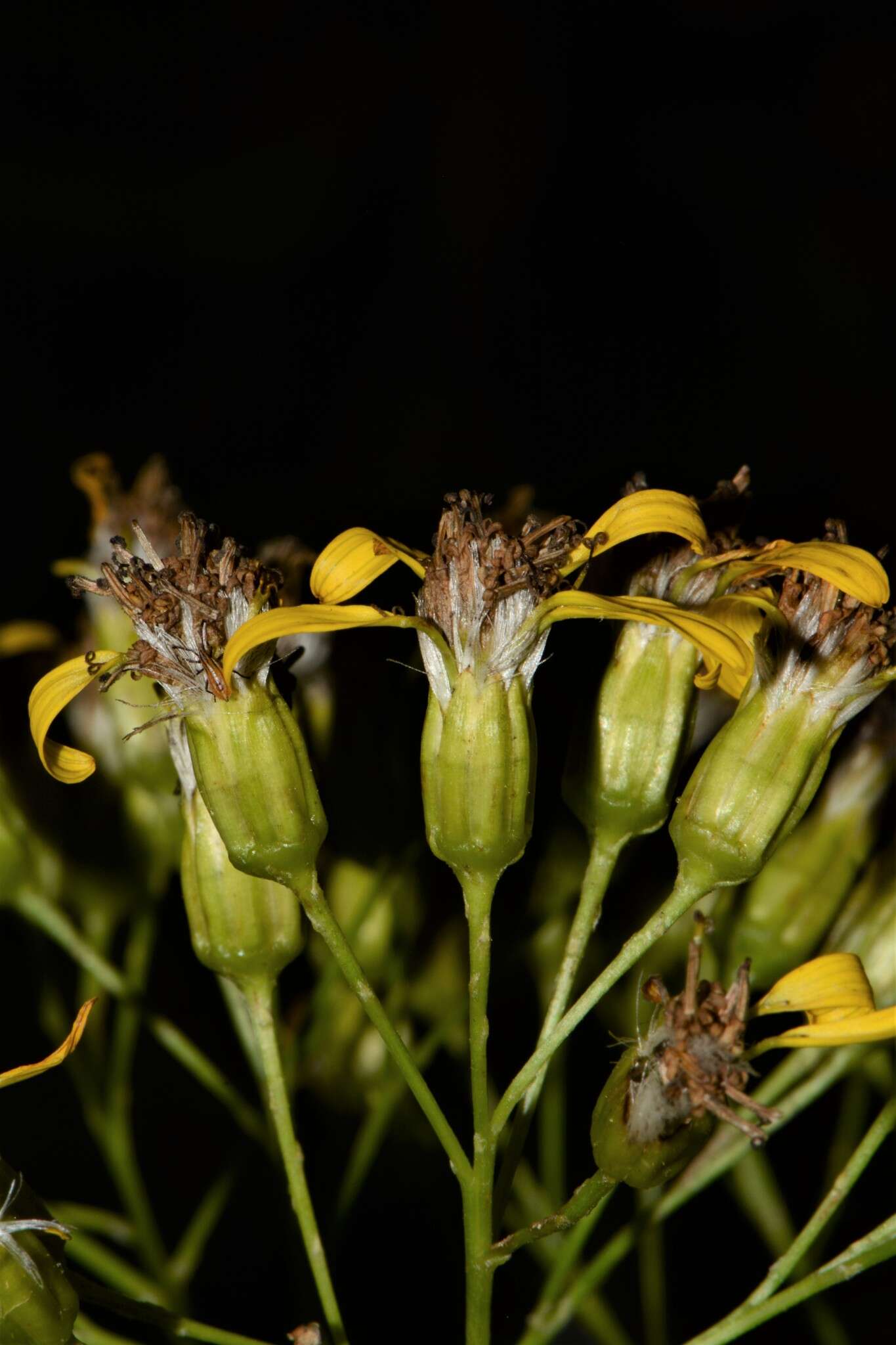 Image of Roldana heracleifolia (Hemsl) H. Rob. & Brettell