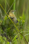 Plancia ëd Schoenicola brevirostris