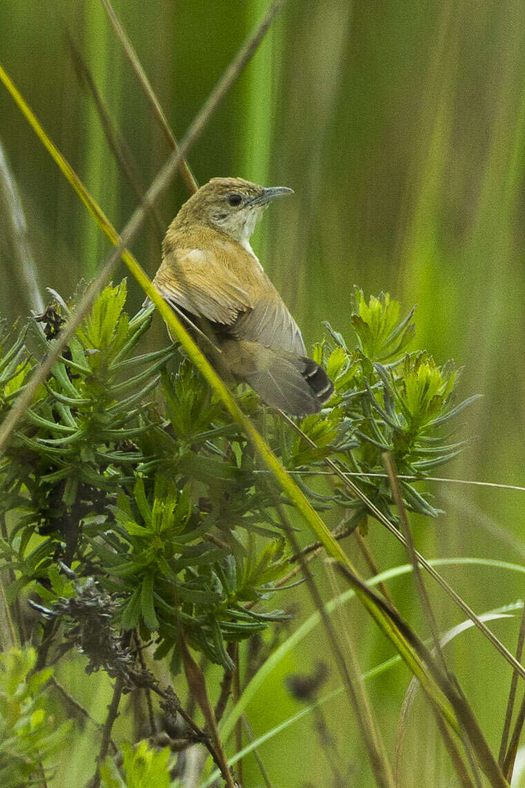 Plancia ëd Schoenicola brevirostris