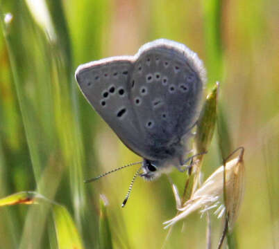 Image of Mission blue butterfly