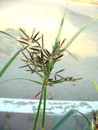 Image of nutgrass