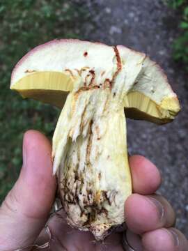 Image of Royal Bolete