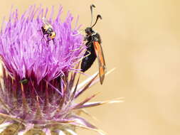 Image of Zygaena punctum Ochsenheimer 1808