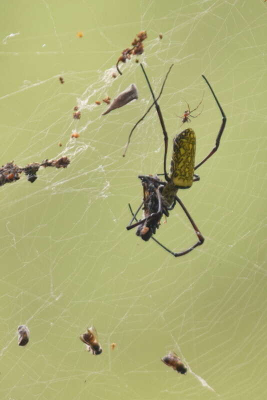 صورة Trichonephila antipodiana (Walckenaer 1841)