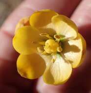 Image of Ornithogalum multifolium Baker