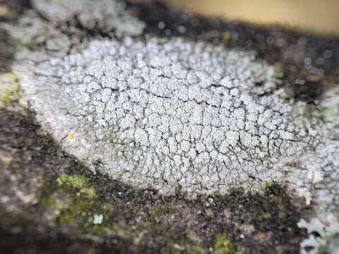 Image of tree crabseye lichen