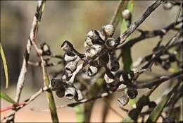 Image of Green mallee