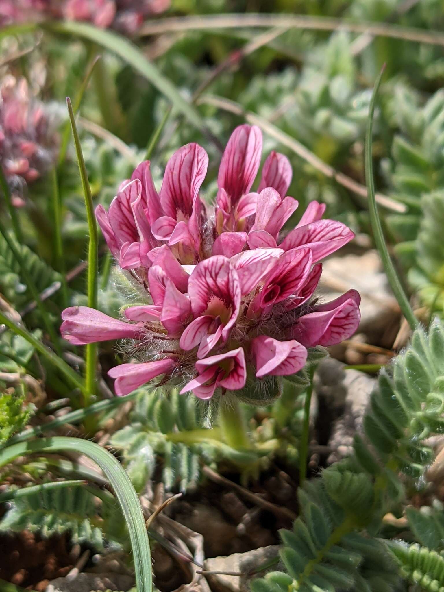 Image of Mountain Kidney Vetch