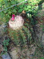 Image of Melocactus curvispinus subsp. caesius (H. L. Wendl.) N. P. Taylor