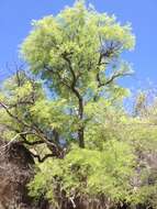 Image of feather tree