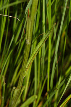 Image of Tephroseris subdentata (Bunge) Holub