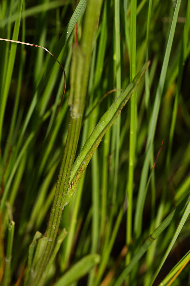 Image of Tephroseris subdentata (Bunge) Holub