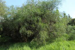 Imagem de Acacia retinodes Schltdl.