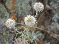 Image of Echinops humilis M. Bieb.