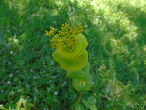 Image of Smyrnium perfoliatum subsp. rotundifolium (Mill.) Bonnier & Layens