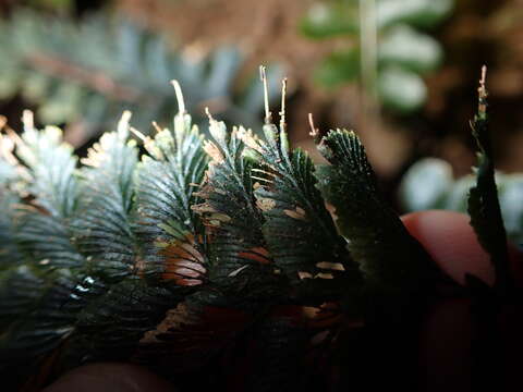 Image of Cephalomanes javanicum var. asplenioides (C. Presl) K. Iwats.