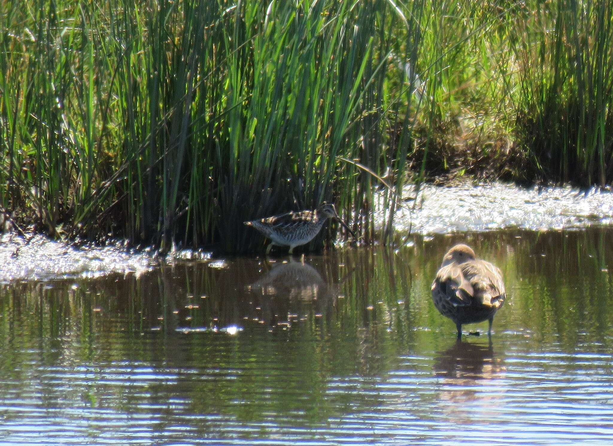 Gallinago magellanica resmi