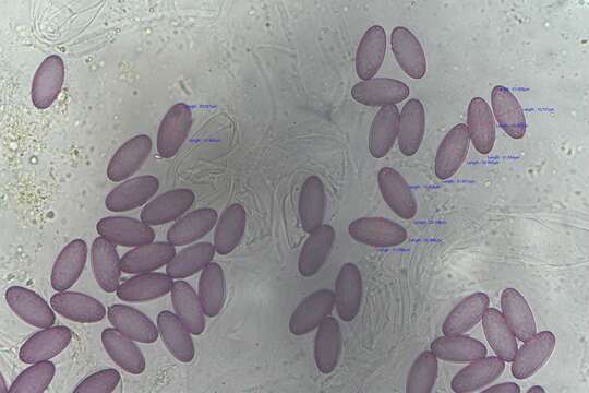 Image of Ascobolus albidus P. Crouan & H. Crouan 1858