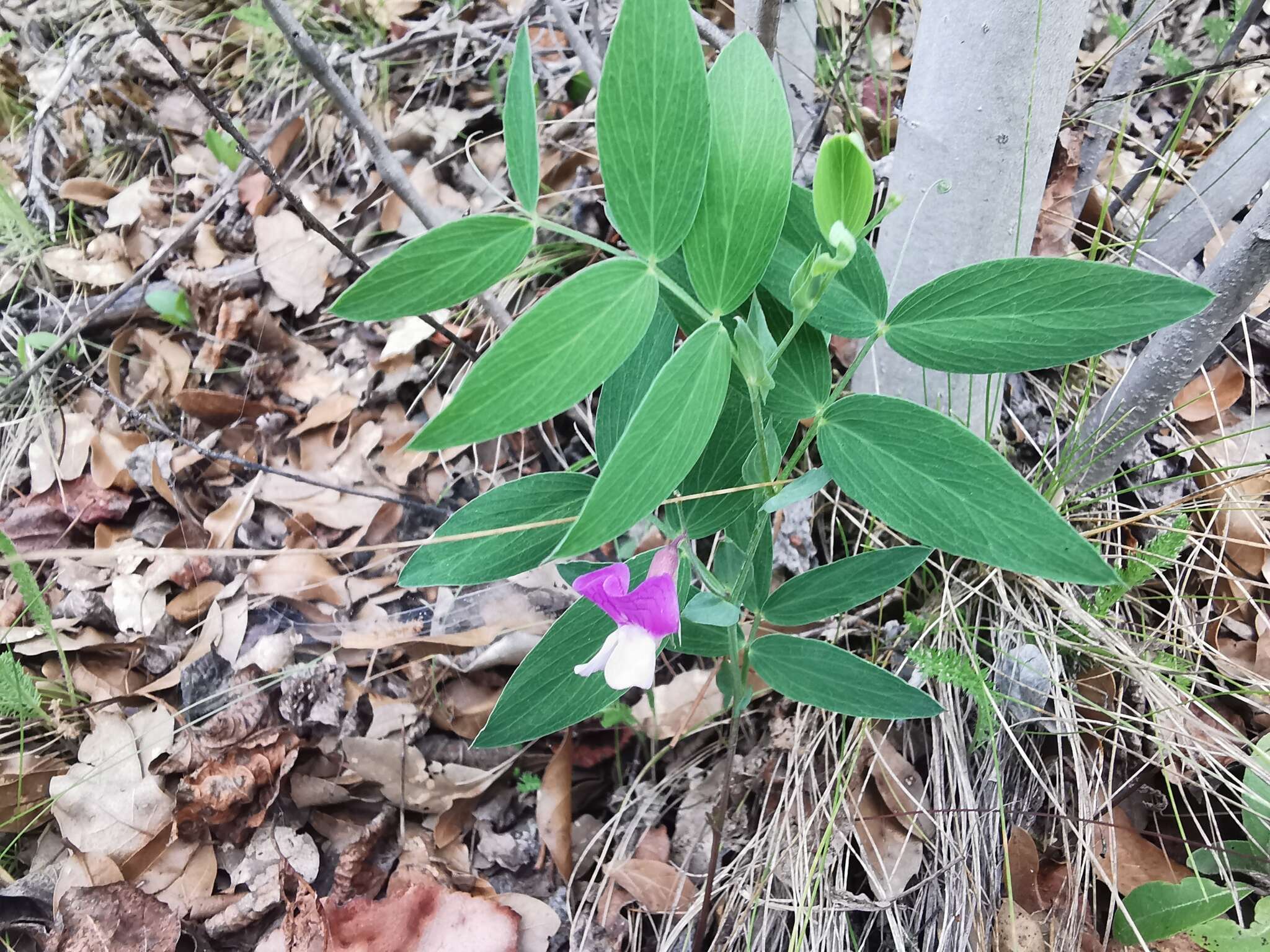 Lathyrus whitei Kupicha的圖片