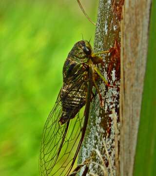 Imagem de Dorisiana drewseni (Stal 1854)