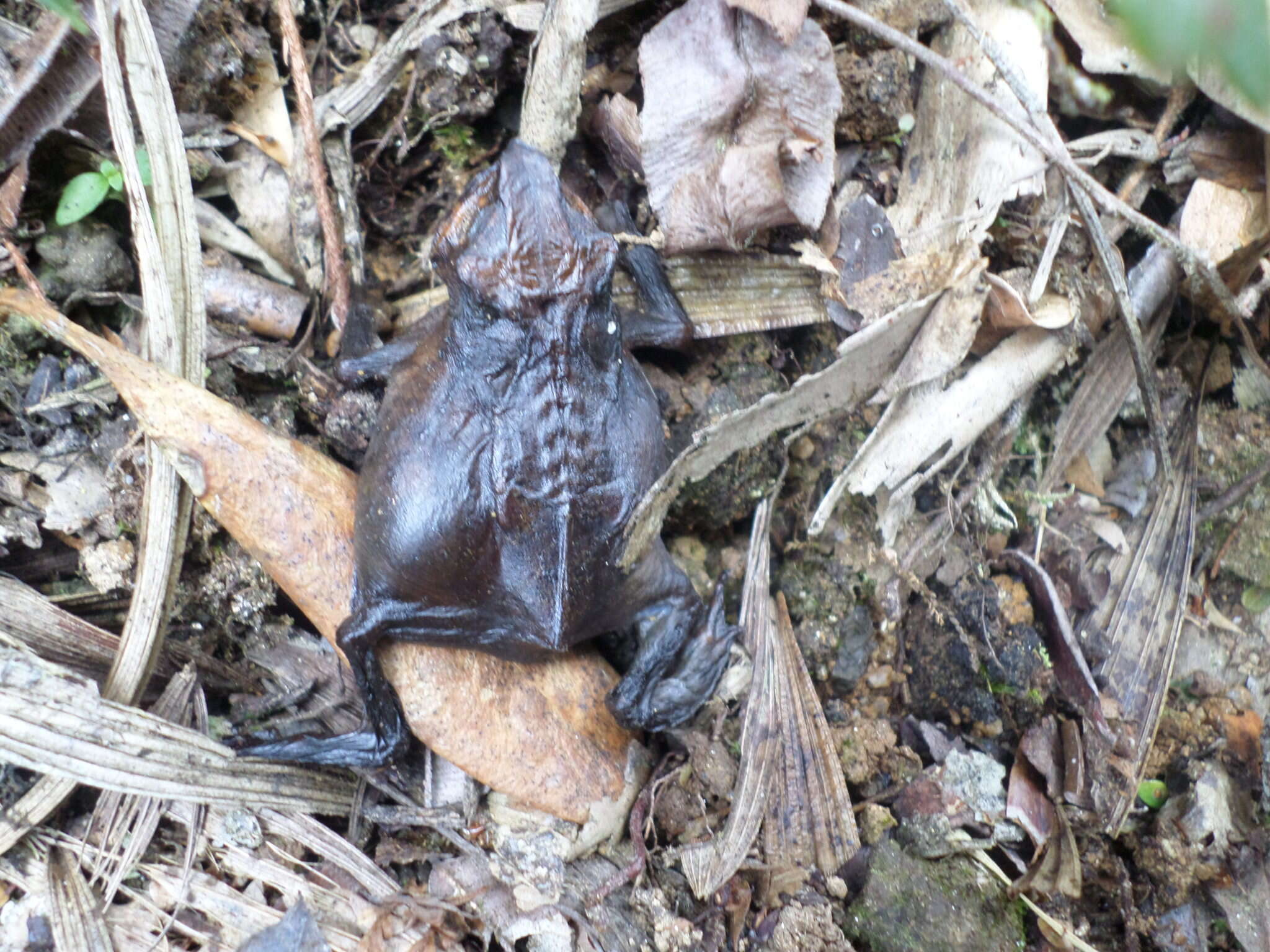 Image of Santa Rita beaked toad