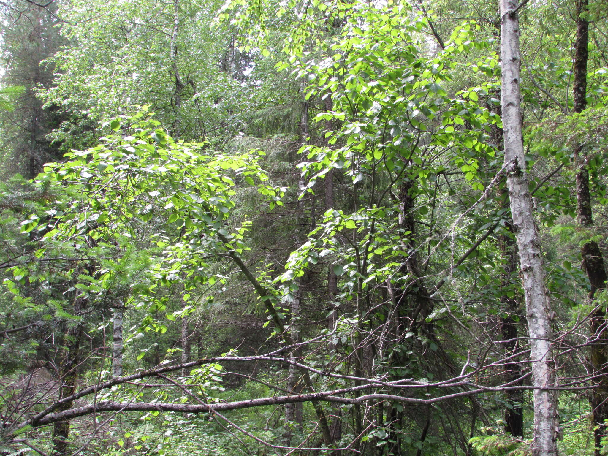 Imagem de Alnus alnobetula subsp. fruticosa (Rupr.) Raus