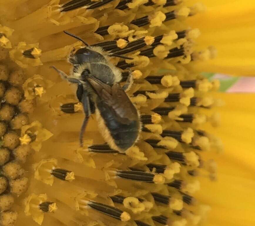 Image de Osmia leaiana (Kirby 1802)