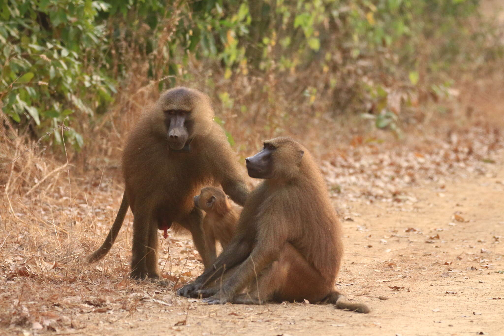 Image of Guinea Baboon