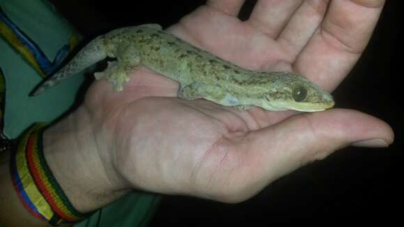 Image of turnip-tailed geckos