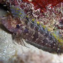 Image of Quillfin Blenny
