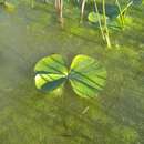 Image of Two-leaved Marsilea