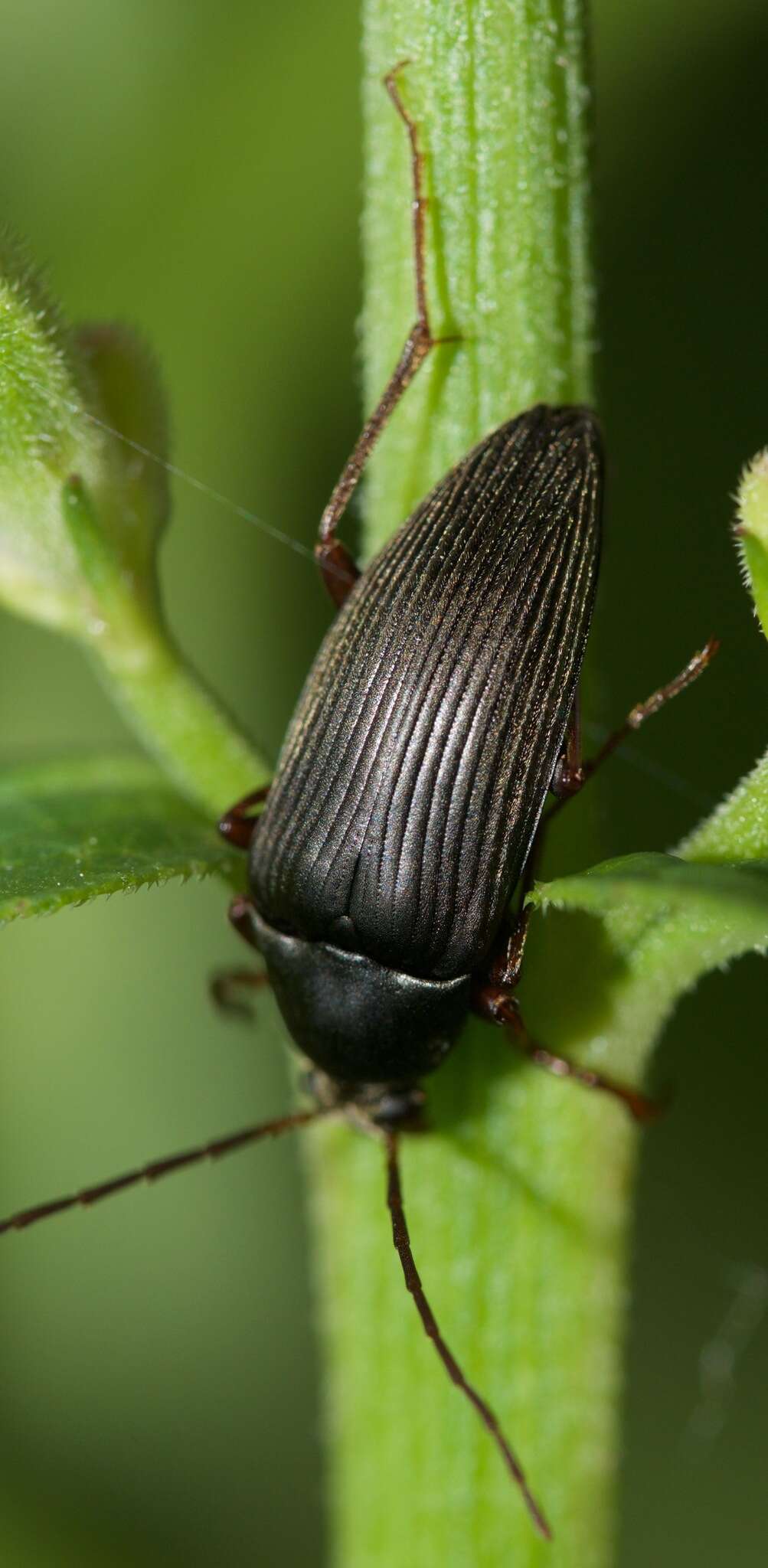 Image of Capnochroa fuliginosa (Melsheimer 1846)
