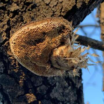 Слика од Inocutis texana (Murrill) S. Martínez 2006